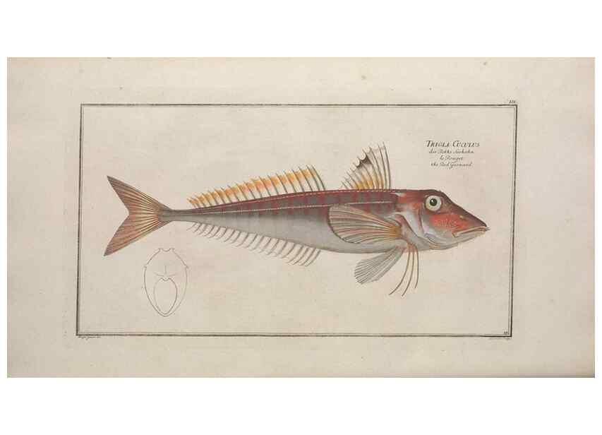 Reproducción/Reproduction 49769483207: Ichtyologie, ou, Histoire naturelle, générale et particulière des poissons :. A Berlin :Chez l'auteur, & chez François de la Garde libraire,1785-1797.. 