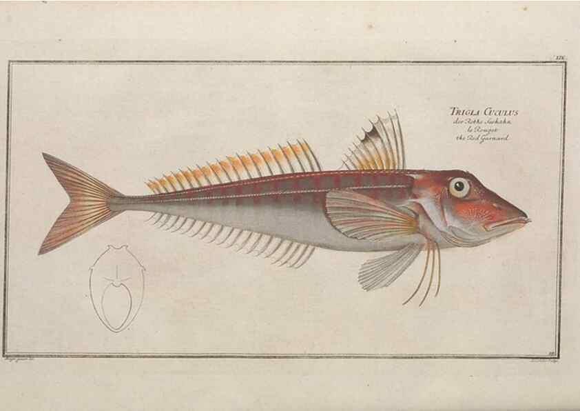 Reproducción/Reproduction 49769483207: Ichtyologie, ou, Histoire naturelle, générale et particulière des poissons :. A Berlin :Chez l'auteur, & chez François de la Garde libraire,1785-1797.. 