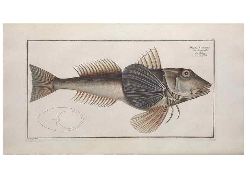 Reproducción/Reproduction 49769159071: Ichtyologie, ou, Histoire naturelle, générale et particulière des poissons :. A Berlin :Chez l'auteur, & chez François de la Garde libraire,1785-1797.. 
