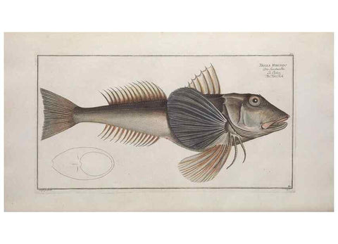 Reproducción/Reproduction 49769159071: Ichtyologie, ou, Histoire naturelle, générale et particulière des poissons :. A Berlin :Chez l'auteur, & chez François de la Garde libraire,1785-1797.. 