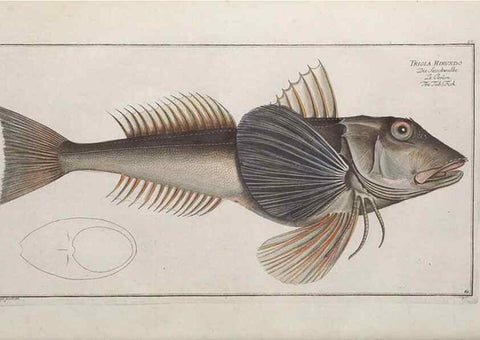 Reproducción/Reproduction 49769159071: Ichtyologie, ou, Histoire naturelle, générale et particulière des poissons :. A Berlin :Chez l'auteur, & chez François de la Garde libraire,1785-1797.. 