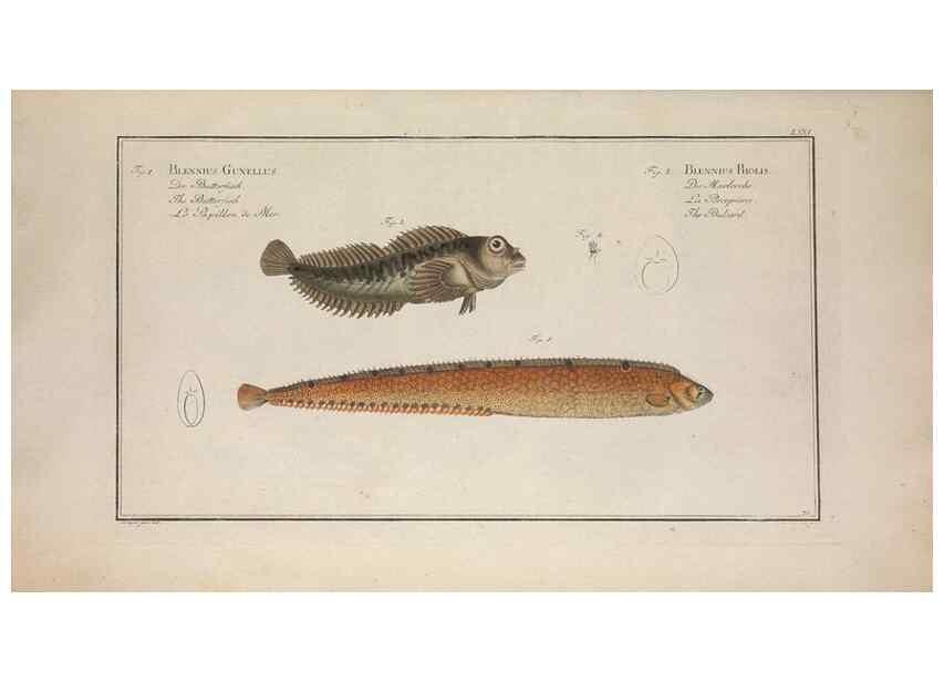 Reproducción/Reproduction 49769487317: Ichtyologie, ou, Histoire naturelle, générale et particulière des poissons :. A Berlin :Chez l'auteur, & chez François de la Garde libraire,1785-1797.. 