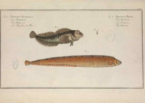 Reproducción/Reproduction 49769487317: Ichtyologie, ou, Histoire naturelle, générale et particulière des poissons :. A Berlin :Chez l'auteur, & chez François de la Garde libraire,1785-1797.. 