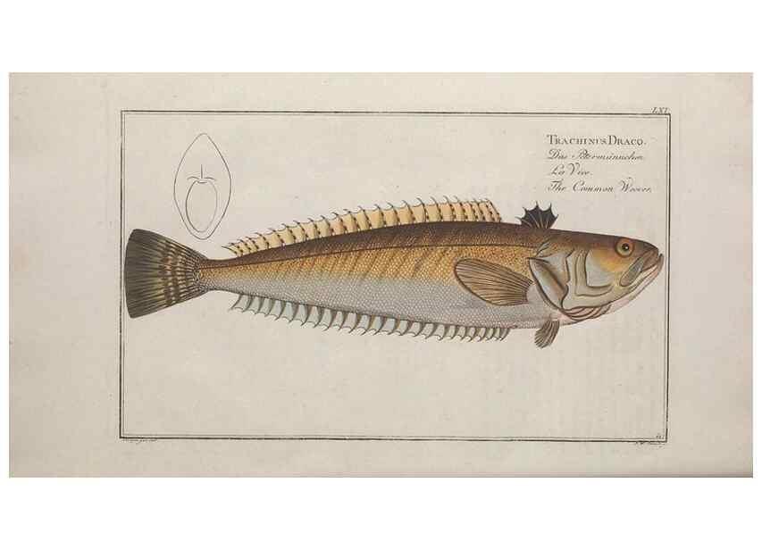 Reproducción/Reproduction 49769483857: Ichtyologie, ou, Histoire naturelle, générale et particulière des poissons :. A Berlin :Chez l'auteur, & chez François de la Garde libraire,1785-1797.. 