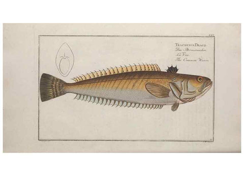 Reproducción/Reproduction 49769483857: Ichtyologie, ou, Histoire naturelle, générale et particulière des poissons :. A Berlin :Chez l'auteur, & chez François de la Garde libraire,1785-1797.. 