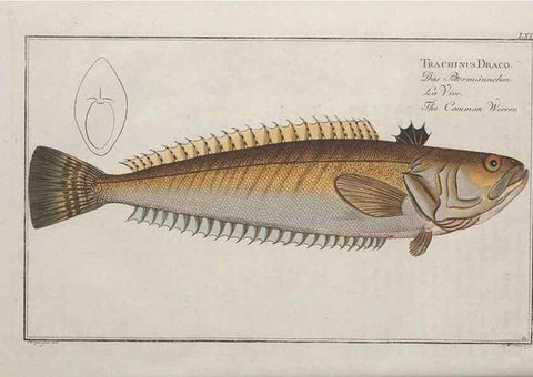 Reproducción/Reproduction 49769483857: Ichtyologie, ou, Histoire naturelle, générale et particulière des poissons :. A Berlin :Chez l'auteur, & chez François de la Garde libraire,1785-1797.. 