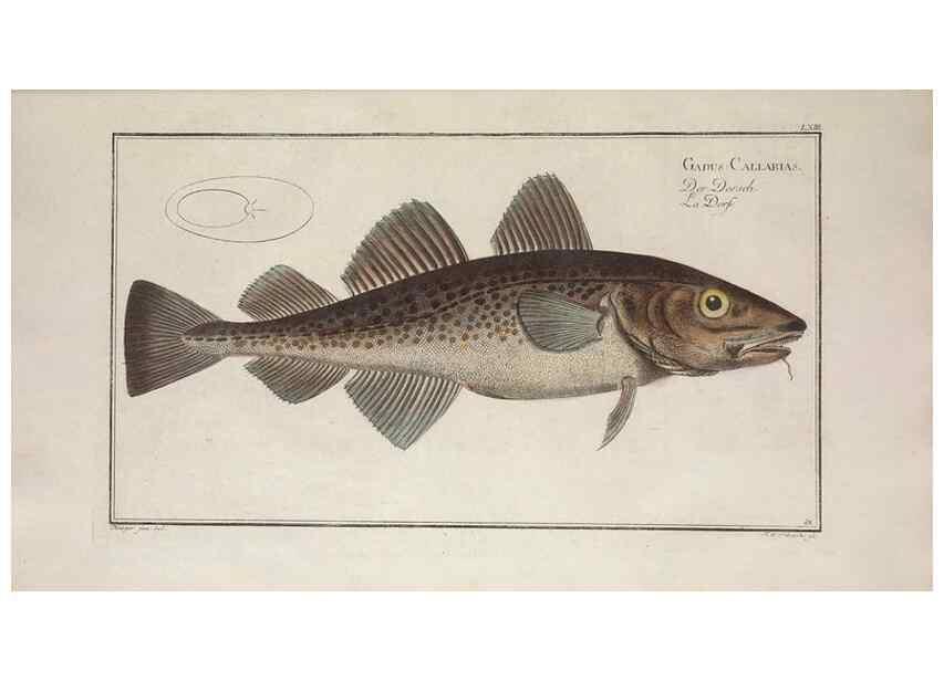 Reproducción/Reproduction 49769484597: Ichtyologie, ou, Histoire naturelle, générale et particulière des poissons :. A Berlin :Chez l'auteur, & chez François de la Garde libraire,1785-1797.. 