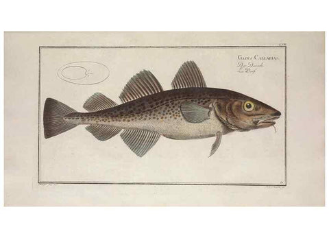Reproducción/Reproduction 49769484597: Ichtyologie, ou, Histoire naturelle, générale et particulière des poissons :. A Berlin :Chez l'auteur, & chez François de la Garde libraire,1785-1797.. 