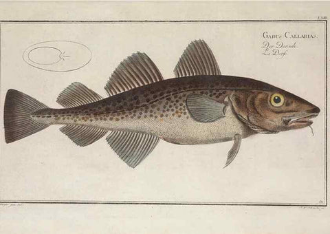Reproducción/Reproduction 49769484597: Ichtyologie, ou, Histoire naturelle, générale et particulière des poissons :. A Berlin :Chez l'auteur, & chez François de la Garde libraire,1785-1797.. 