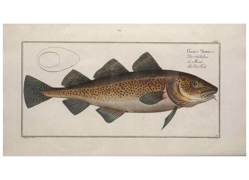 Reproducción/Reproduction 49769160361: Ichtyologie, ou, Histoire naturelle, générale et particulière des poissons :. A Berlin :Chez l'auteur, & chez François de la Garde libraire,1785-1797.. 