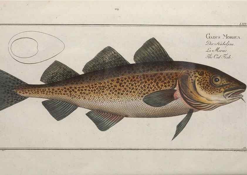 Reproducción/Reproduction 49769160361: Ichtyologie, ou, Histoire naturelle, générale et particulière des poissons :. A Berlin :Chez l'auteur, & chez François de la Garde libraire,1785-1797.. 