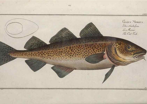 Reproducción/Reproduction 49769160361: Ichtyologie, ou, Histoire naturelle, générale et particulière des poissons :. A Berlin :Chez l'auteur, & chez François de la Garde libraire,1785-1797.. 