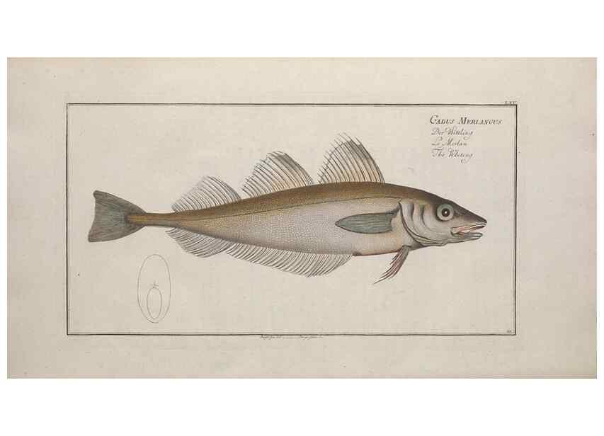 Reproducción/Reproduction 49769160726: Ichtyologie, ou, Histoire naturelle, générale et particulière des poissons :. A Berlin :Chez l'auteur, & chez François de la Garde libraire,1785-1797.. 