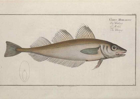 Reproducción/Reproduction 49769160726: Ichtyologie, ou, Histoire naturelle, générale et particulière des poissons :. A Berlin :Chez l'auteur, & chez François de la Garde libraire,1785-1797.. 