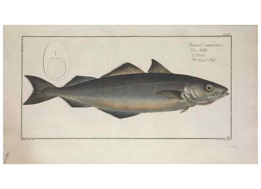 Reproducción/Reproduction 49769485677: Ichtyologie, ou, Histoire naturelle, générale et particulière des poissons :. A Berlin :Chez l'auteur, & chez François de la Garde libraire,1785-1797.. 