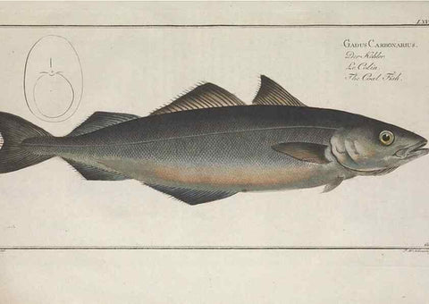 Reproducción/Reproduction 49769485677: Ichtyologie, ou, Histoire naturelle, générale et particulière des poissons :. A Berlin :Chez l'auteur, & chez François de la Garde libraire,1785-1797.. 