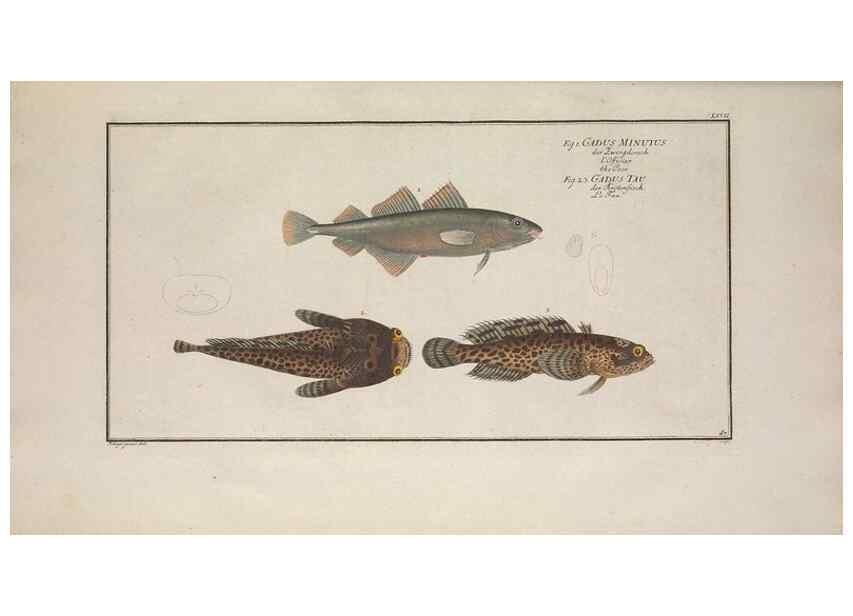 Reproducción/Reproduction 49769161296: Ichtyologie, ou, Histoire naturelle, générale et particulière des poissons :. A Berlin :Chez l'auteur, & chez François de la Garde libraire,1785-1797.. 
