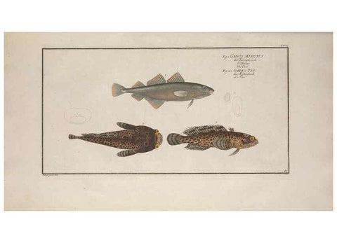 Reproducción/Reproduction 49769161296: Ichtyologie, ou, Histoire naturelle, générale et particulière des poissons :. A Berlin :Chez l'auteur, & chez François de la Garde libraire,1785-1797.. 