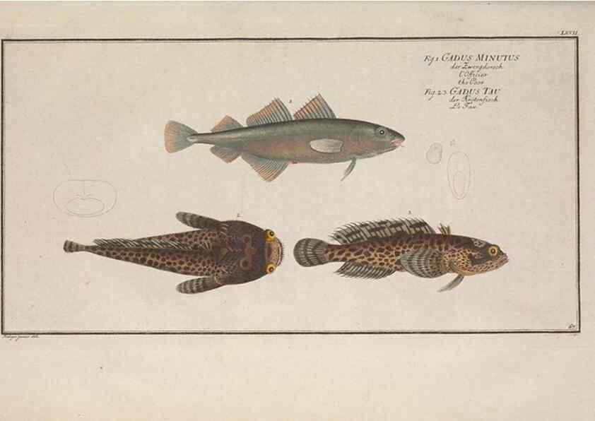 Reproducción/Reproduction 49769161296: Ichtyologie, ou, Histoire naturelle, générale et particulière des poissons :. A Berlin :Chez l'auteur, & chez François de la Garde libraire,1785-1797.. 