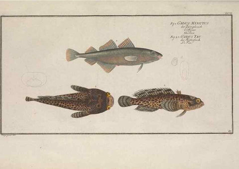 Reproducción/Reproduction 49769161296: Ichtyologie, ou, Histoire naturelle, générale et particulière des poissons :. A Berlin :Chez l'auteur, & chez François de la Garde libraire,1785-1797.. 