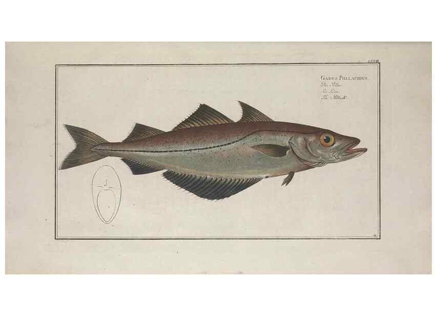 Reproducción/Reproduction 49769486307: Ichtyologie, ou, Histoire naturelle, générale et particulière des poissons :. A Berlin :Chez l'auteur, & chez François de la Garde libraire,1785-1797.. 