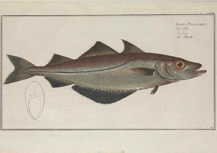 Reproducción/Reproduction 49769486307: Ichtyologie, ou, Histoire naturelle, générale et particulière des poissons :. A Berlin :Chez l'auteur, & chez François de la Garde libraire,1785-1797.. 