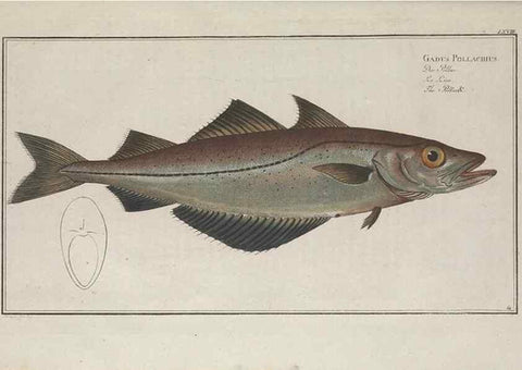 Reproducción/Reproduction 49769486307: Ichtyologie, ou, Histoire naturelle, générale et particulière des poissons :. A Berlin :Chez l'auteur, & chez François de la Garde libraire,1785-1797.. 