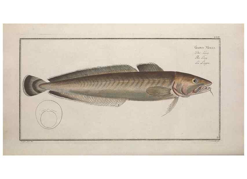 Reproducción/Reproduction 49768627193: Ichtyologie, ou, Histoire naturelle, générale et particulière des poissons :. A Berlin :Chez l'auteur, & chez François de la Garde libraire,1785-1797.. 