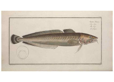 Reproducción/Reproduction 49768627193: Ichtyologie, ou, Histoire naturelle, générale et particulière des poissons :. A Berlin :Chez l'auteur, & chez François de la Garde libraire,1785-1797.. 