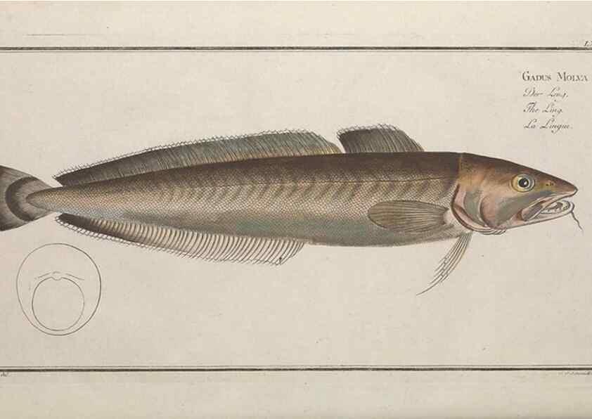 Reproducción/Reproduction 49768627193: Ichtyologie, ou, Histoire naturelle, générale et particulière des poissons :. A Berlin :Chez l'auteur, & chez François de la Garde libraire,1785-1797.. 