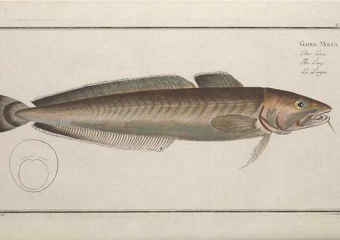 Reproducción/Reproduction 49768627193: Ichtyologie, ou, Histoire naturelle, générale et particulière des poissons :. A Berlin :Chez l'auteur, & chez François de la Garde libraire,1785-1797.. 