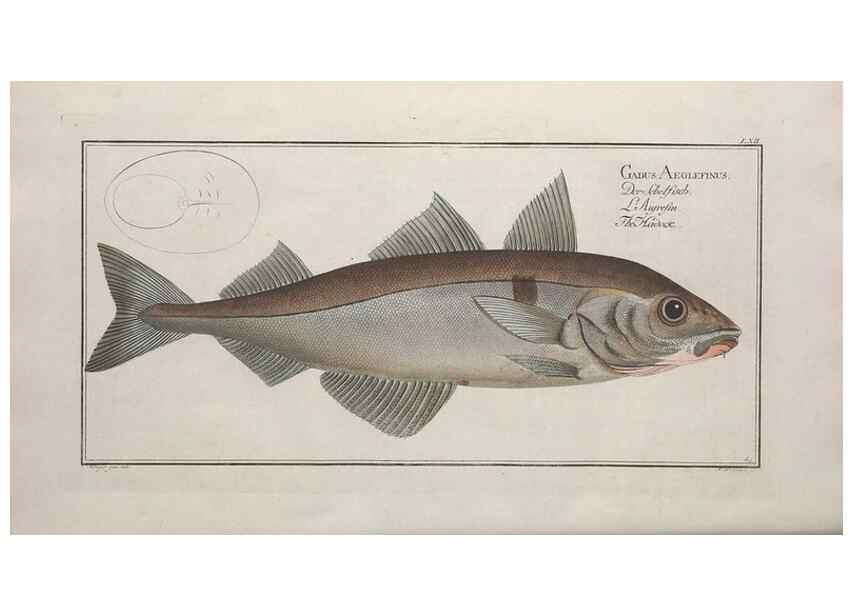 Reproducción/Reproduction 49768625048: Ichtyologie, ou, Histoire naturelle, générale et particulière des poissons :. A Berlin :Chez l'auteur, & chez François de la Garde libraire,1785-1797.. 