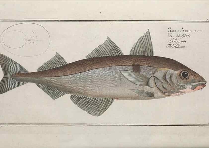 Reproducción/Reproduction 49768625048: Ichtyologie, ou, Histoire naturelle, générale et particulière des poissons :. A Berlin :Chez l'auteur, & chez François de la Garde libraire,1785-1797.. 