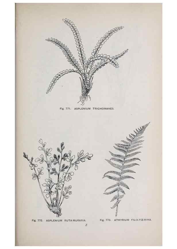 Reproducción/Reproduction 49743624302: The flora of the Liverpool district /. Liverpool :D. Marples & Co.,1902.. 