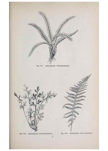 Reproducción/Reproduction 49743624302: The flora of the Liverpool district /. Liverpool :D. Marples & Co.,1902.. 