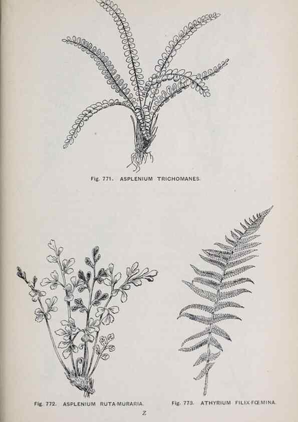 Reproducción/Reproduction 49743624302: The flora of the Liverpool district /. Liverpool :D. Marples & Co.,1902.. 