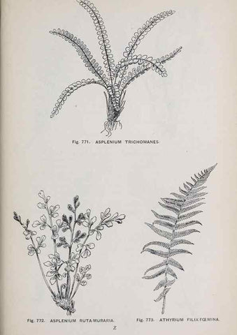 Reproducción/Reproduction 49743624302: The flora of the Liverpool district /. Liverpool :D. Marples & Co.,1902.. 