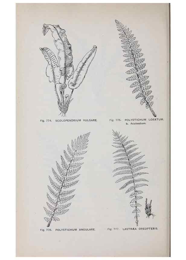 Reproducción/Reproduction 49742754093: The flora of the Liverpool district /. Liverpool :D. Marples & Co.,1902.. 
