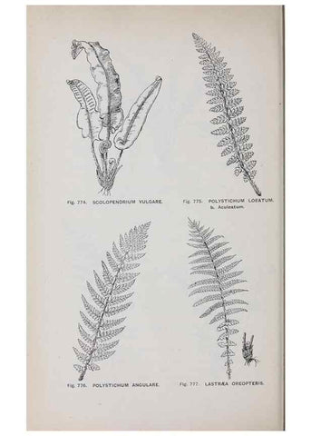Reproducción/Reproduction 49742754093: The flora of the Liverpool district /. Liverpool :D. Marples & Co.,1902.. 
