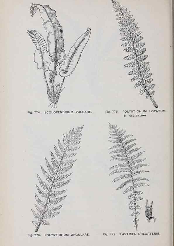 Reproducción/Reproduction 49742754093: The flora of the Liverpool district /. Liverpool :D. Marples & Co.,1902.. 