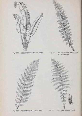 Reproducción/Reproduction 49742754093: The flora of the Liverpool district /. Liverpool :D. Marples & Co.,1902.. 
