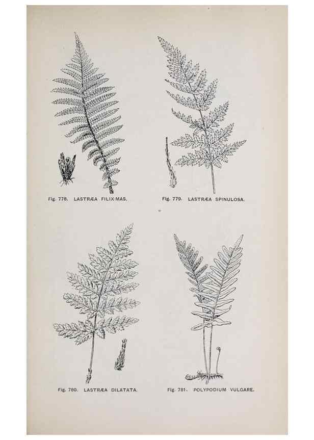 Reproducción/Reproduction 49742754338: The flora of the Liverpool district /. Liverpool :D. Marples & Co.,1902.. 