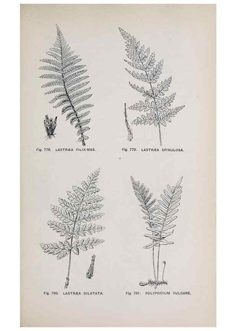 Reproducción/Reproduction 49742754338: The flora of the Liverpool district /. Liverpool :D. Marples & Co.,1902.. 