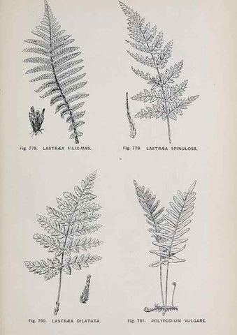 Reproducción/Reproduction 49742754338: The flora of the Liverpool district /. Liverpool :D. Marples & Co.,1902.. 