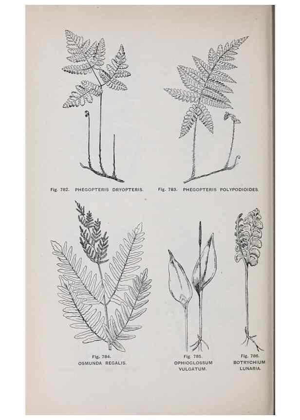 Reproducción/Reproduction 49743304641: The flora of the Liverpool district /. Liverpool :D. Marples & Co.,1902.. 