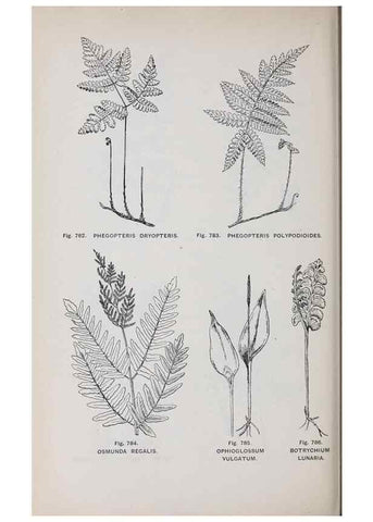 Reproducción/Reproduction 49743304641: The flora of the Liverpool district /. Liverpool :D. Marples & Co.,1902.. 