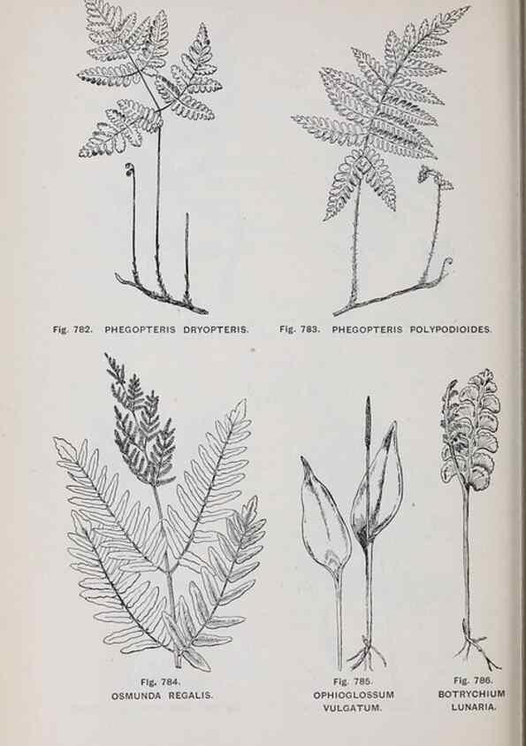 Reproducción/Reproduction 49743304641: The flora of the Liverpool district /. Liverpool :D. Marples & Co.,1902.. 