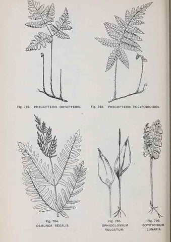 Reproducción/Reproduction 49743304641: The flora of the Liverpool district /. Liverpool :D. Marples & Co.,1902.. 