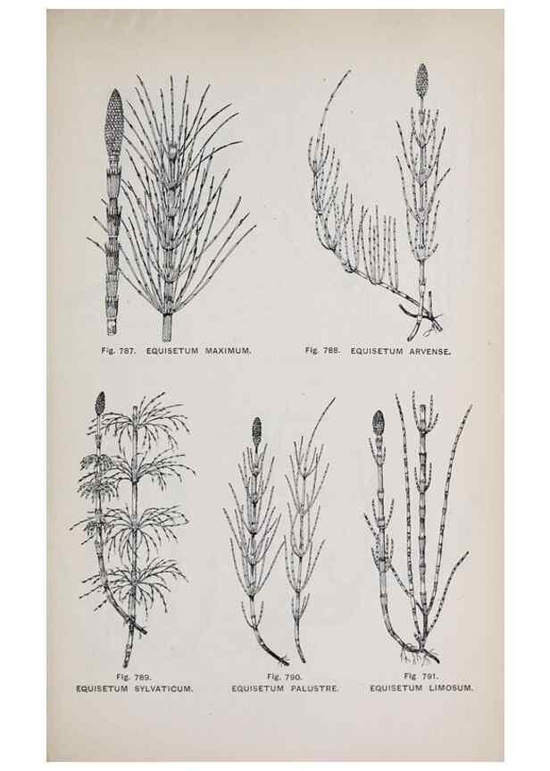 Reproducción/Reproduction 49743625472: The flora of the Liverpool district /. Liverpool :D. Marples & Co.,1902.. 