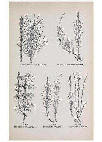 Reproducción/Reproduction 49743625472: The flora of the Liverpool district /. Liverpool :D. Marples & Co.,1902.. 